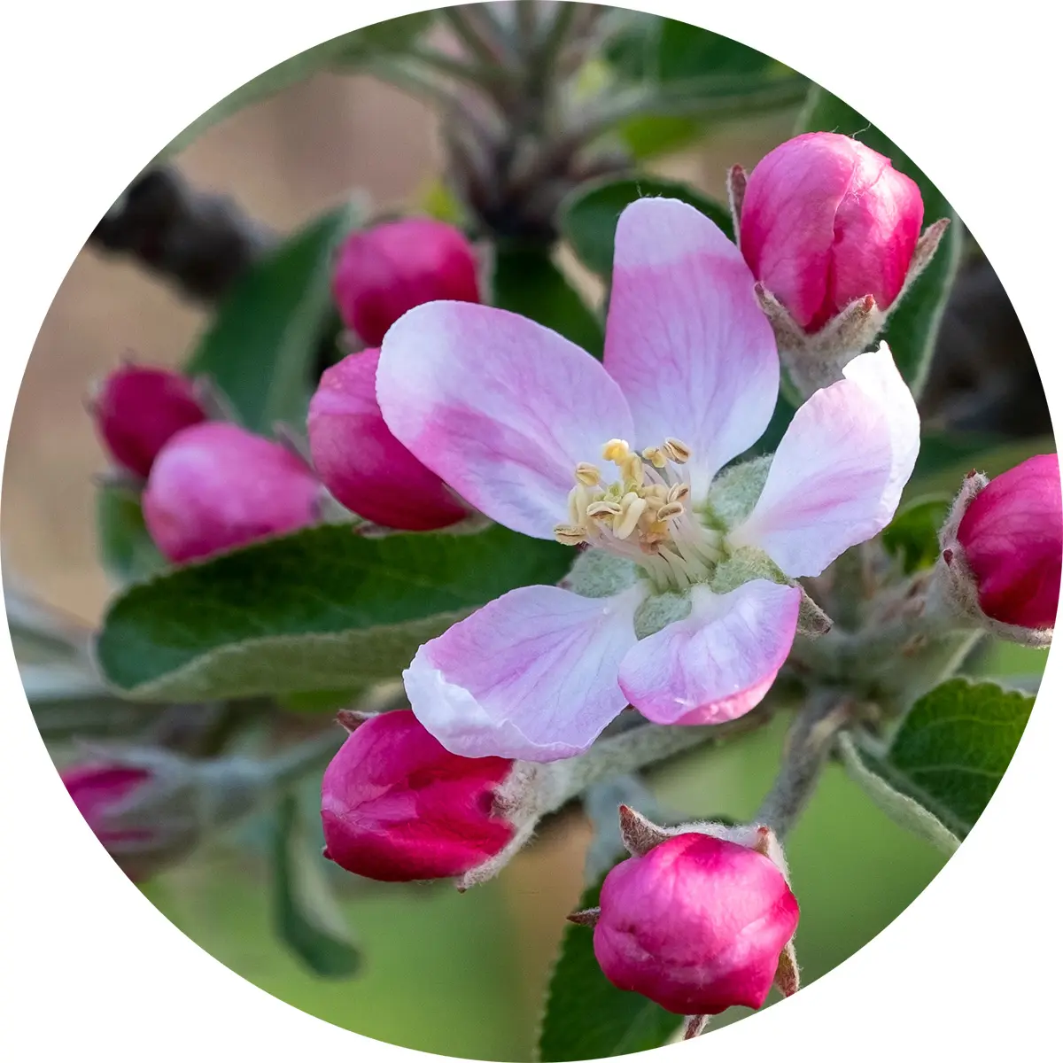 Blüten vom Fotowettbewerb